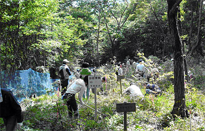 前回2008年の「ドコモ　美作の森」森林整備活動の様子