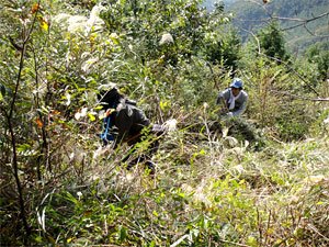 前回の「ドコモ安芸野呂の森」森林整備活動の様子(2011年月11月12日)