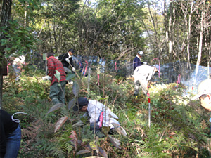 前回(2011年)の「ドコモ美作の森」森林整備活動の様子