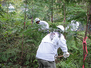 前回(2012年)の「ドコモ美作の森」森林整備活動の様子