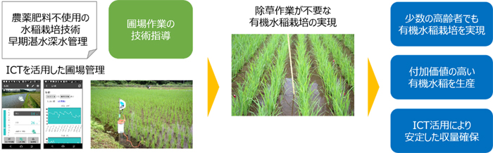 農薬肥料不使用の水稲栽培技術 早期湛深水管理